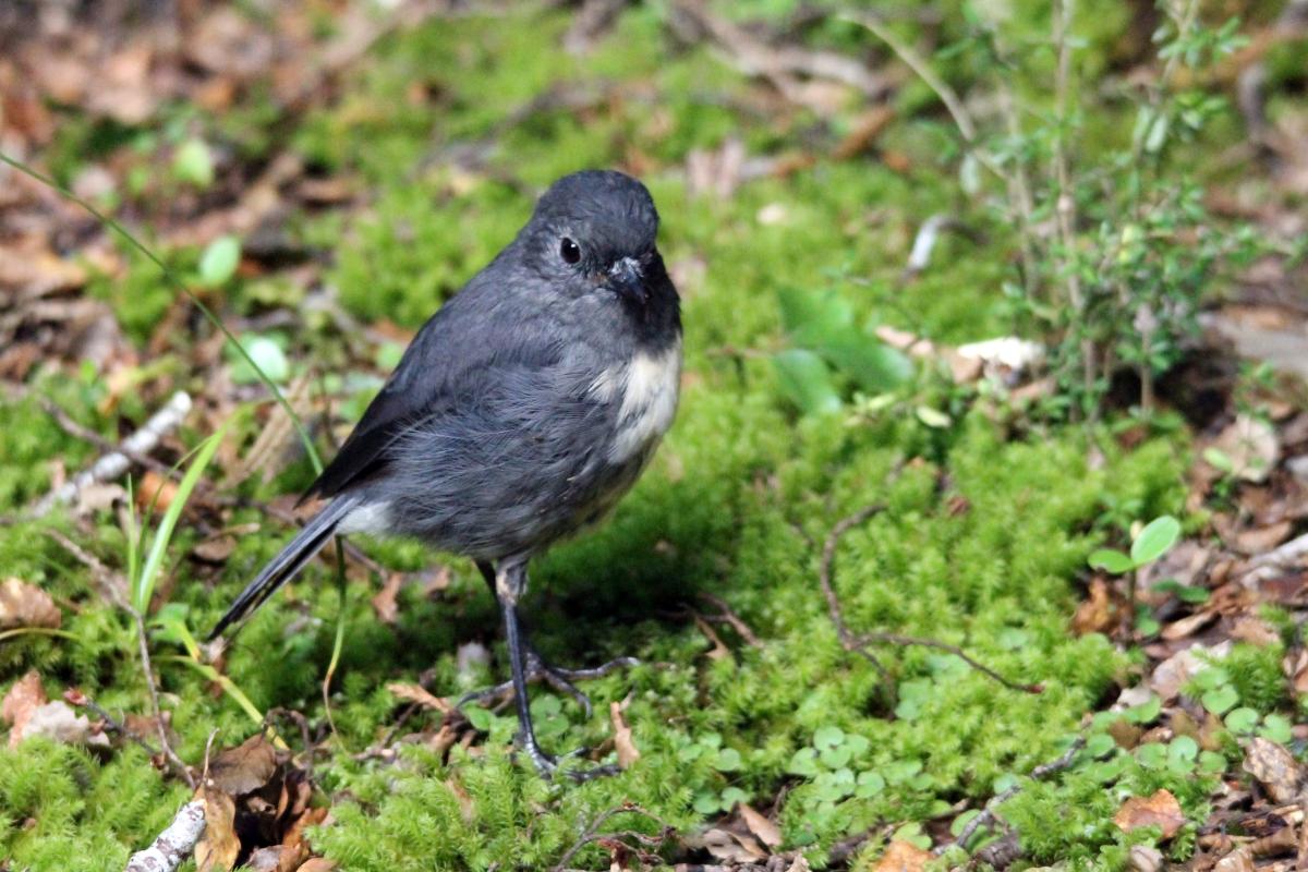 New Zealand Robin (Petroica australis), Te Anau Milford Highway, New Zealand, 2014-03-05 New Zealand Robin (Petroica australis)